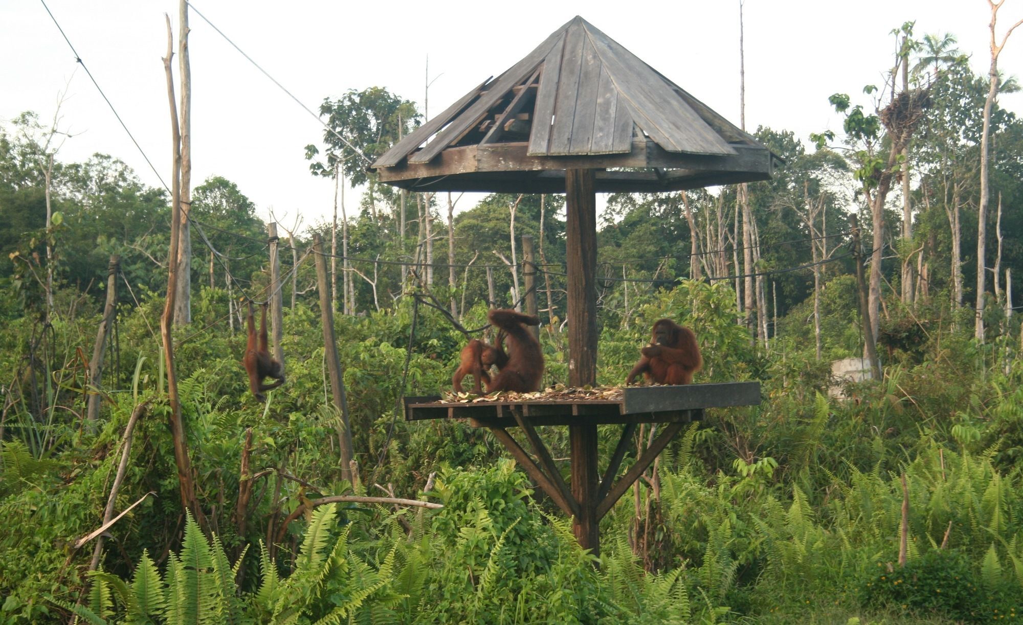 Samboja Lodge 발릭파판 외부 사진